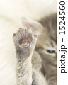 1524560
