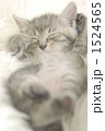 1524565