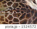 1524572