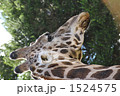 お歳をめしたきりんさん