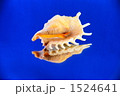 ホソムカデソデ