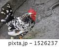 ちゃぼ