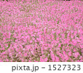 フウセンナデシコ