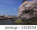 春の彦根城のお堀