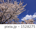 空をバックにした彦根城の桜