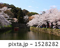 春の彦根城のお堀