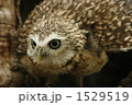 威嚇した姿のアナホリフクロウです