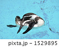 毛づくろいするフンボルトペンギン