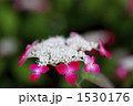紫陽花