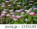 紫陽花