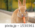 ニンジンを食べるこうさぎ