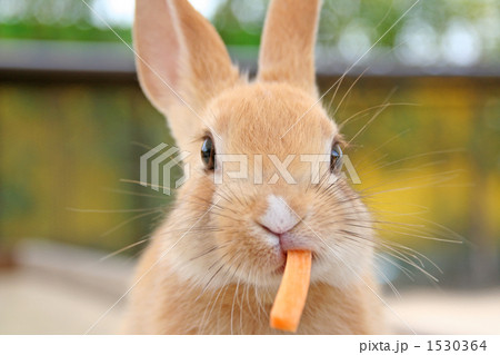 ニンジンを食べるこうさぎ　アップ