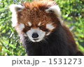 西日がまぶしいレッサーパンダ