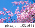 満開の紅枝垂桜の花