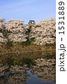 桜満開の彦根城の外堀に写る桜