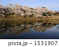 桜満開の彦根城の外堀に写る桜並木