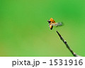 テントウムシ