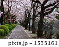 小田原城堀の桜並木 小田原城堀の桜並木