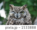 ふくろう