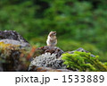 エゾシマリス