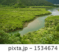 マングローブ樹林