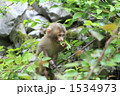 こざる