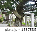 ビャクシン