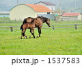 馬の親子