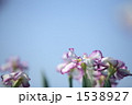 花菖蒲