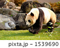 ジャイアントパンダ