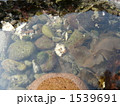 タイドプール