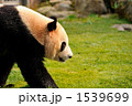ジャイアントパンダ