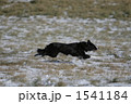 1541184