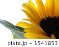 ひまわり ひまわり