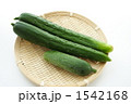 採りたてのキュウリ