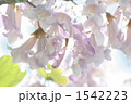 桐の花