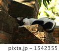レンガ、ネコ、居眠り