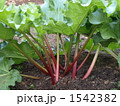 ルバーブ