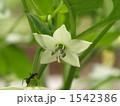 ピーマンの花