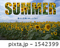 ひまわり＿SUMMER