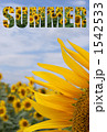 向日葵＿SUMMER