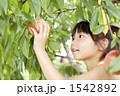 桃狩りをする女の子