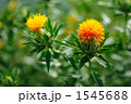紅花1
