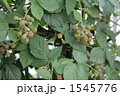 1545776