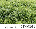 新緑の草地