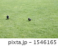 新緑の芝生と鳩