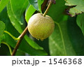 生長する梨の実