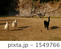 黒猫とうこっけいのおしり