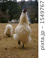 うこっけいの正面写真