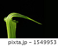 まむし草 まむし草